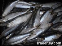 Sardine