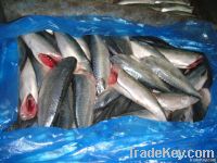 HGT Mackerel