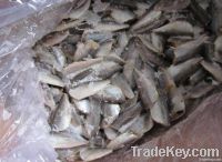 HGT Horse Mackerel