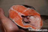 Salmon Head