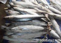 Spanish Mackerel