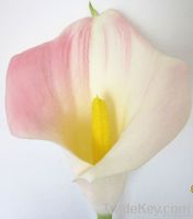 Calla lily