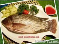 Frozen Tilapia Gutted And Scaled