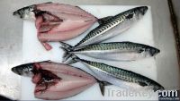 Spanish mackerel