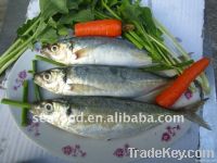 Pacific mackerel