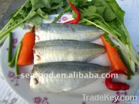 Frozen Pacific mackerel