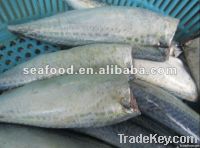 Frozen Pacific mackerel