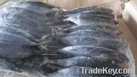 Frozen Bonito