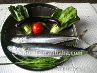 Grey mullet