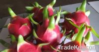 https://cn.tradekey.com/product_view/Binh-Thuan-Dragon-Fruit-3863065.html