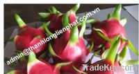 DRAGON FRUIT