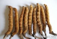 Cordyceps P.E