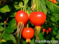 Rose hip extract