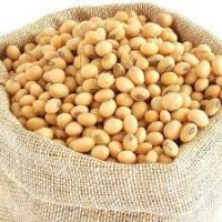 Sprouting and Food Grade Yellow Soybeans Top Quality Dry Soya Beans Non-gmo Soybean