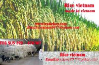 Rice | Rice Exporter | Rice Distributor | Rice