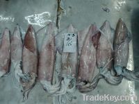 Frozen Loligo Squid
