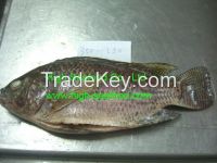 Tilapia WGS