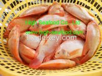 Red Tilapia