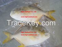 Frozen Golden Pomfret