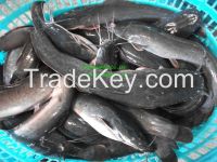 Frozen Cat Fish Whole Round