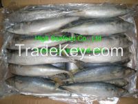 Mackerel