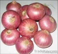 Onion