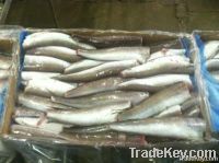 Frozen Hake HG