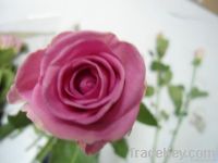 https://cn.tradekey.com/product_view/Assorted-Roses-4177731.html