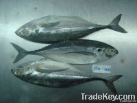 Frozen Horse Mackerel