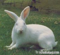 New Zealand White Rabbit From South Africa