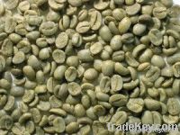 arabica coffee bean importers,arabica coffee bean buyers,arabica coffee bean importer,buy arabica coffee bean,arabica coffee bean buyer,