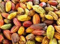 Cocoa Beans