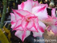 Adenium graft plant