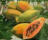 Fresh Papaya from Taiwan