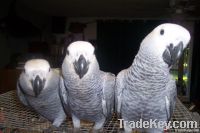 African grey Parrots