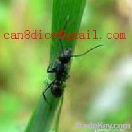 https://cn.tradekey.com/product_view/Ant-Extract-3989044.html