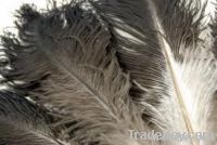 Natural ostrich feather