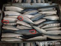 mackerel hgt frozen
