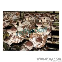 shiitake spawn log