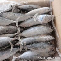 Frozen Bonito