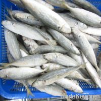 Frozen Horse Mackerel
