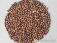 Buckwheat