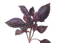 HERBS