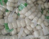 Fresh Chinese garlic