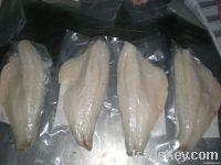 Japanese Sea Bass