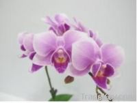 Orchid Pland /phalaenopsis