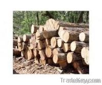 Pine Tomber in Logs