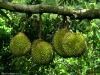 D24, Musang King