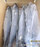 Pacific Mackerel