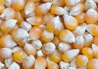 MAIZE/ YELLOW CORN